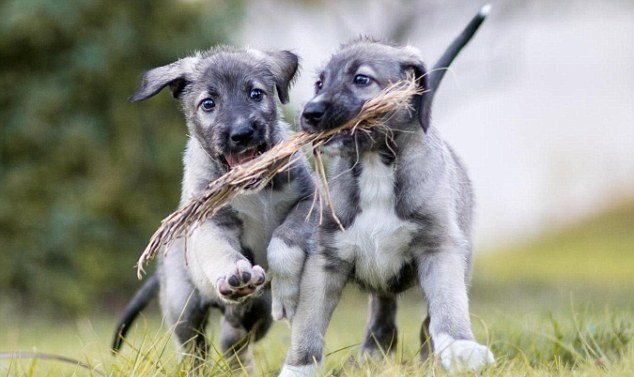 Descubren que los perros también pasan por una 