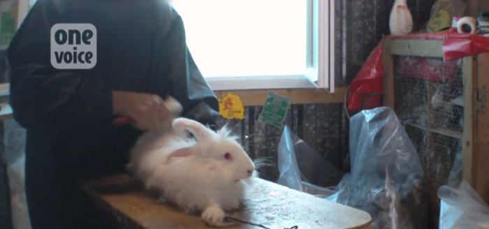 Difunden chocantes imágenes de cría de conejos de angora para crear conciencia