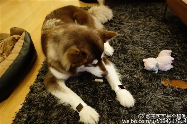 Coco disfrutando de sus regalos | Weibo