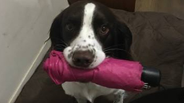 Este cachorrito no es tan tierno como parece: es todo un ladrón y su gracia es viral