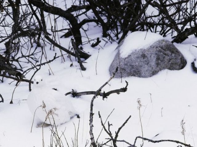 5 increíbles animales camuflados en su hábitat que nadie puede ver: ¿Puedes encontrarlos?