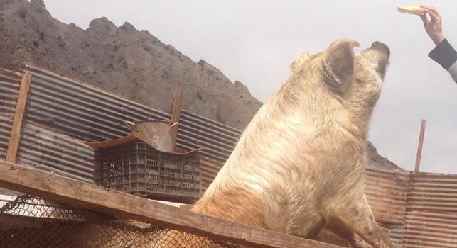 Animalista salvó a cerdito de ser faenado para Fiestas Patrias en Antofagasta