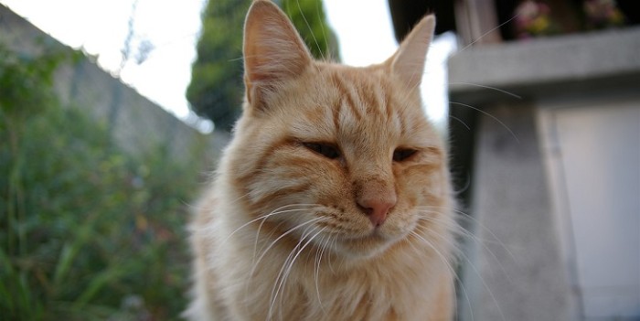 Vendedora divide a usuarios de internet tras ofrece cartera hecha con un gato muerto