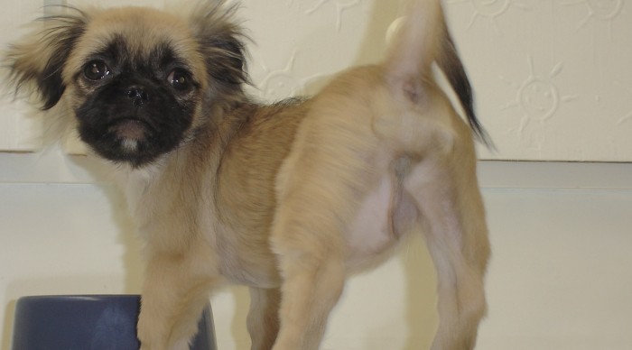 Notable: carabinero arriesgó su vida para rescatar a cachorrita que se ahogaba en Valdivia