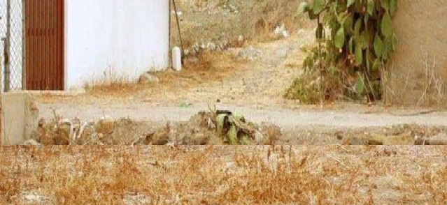 ¿Te pareció ver un lindo gatito? : El desafío visual que pondrá a prueba tu cabeza