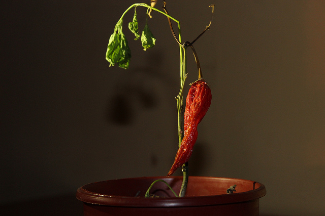 Fosteriano (cc) | Flickr