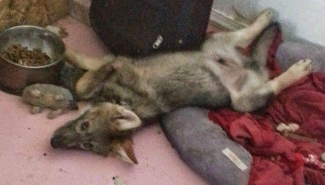 Wolf Connection | www.wolfconnection.org