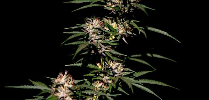 Comisión de Salud rechazó indicación que prohibía el autocultivo de cannabis sativa