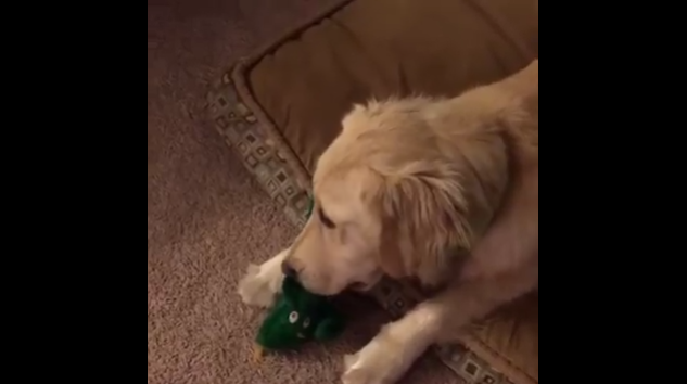 La emocionada reacción de una perrita al ver cómo su juguete favorito 'cobra vida'