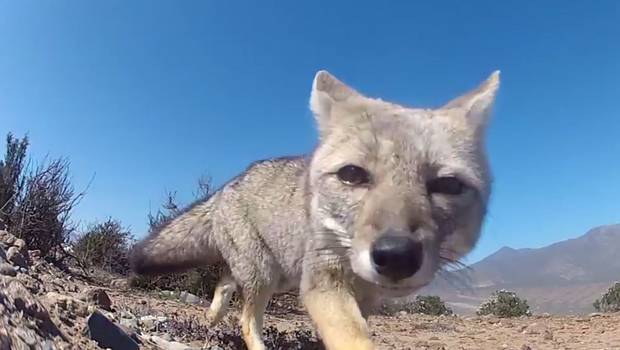 Video captó a zorro chileno que se convirtió en 'lanza': se llevó cámara en pleno desierto