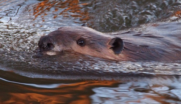 Matarán cerca de 100 mil castores en extremo sur chileno-argentino