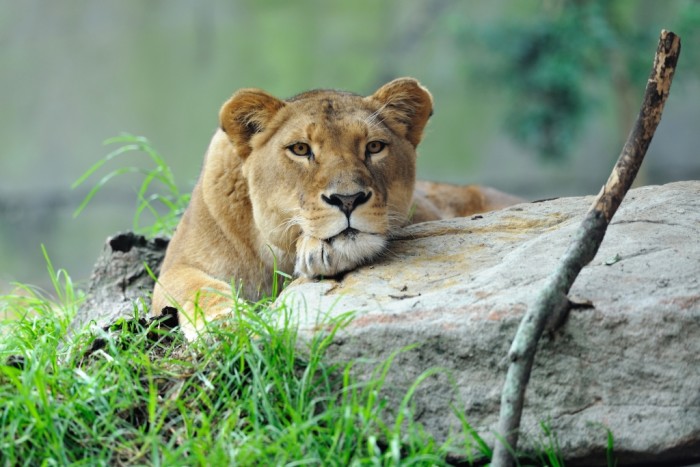 El increíble caso del luchador y su leona 'mascota':  la usa para entrenar sus movimientos