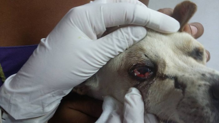 Registran brutal maltrato animal: Carabinero agrede con su luma a perro en Arica