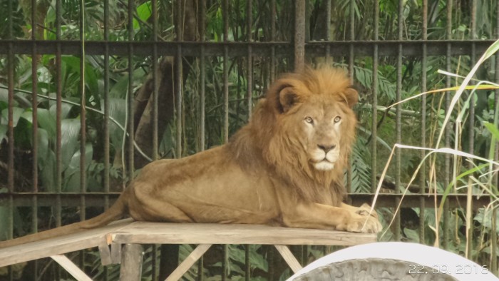 Kivú: La trágica historia del león de Costa Rica que tuvo repercusión mundial