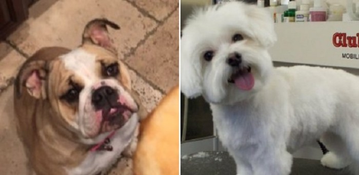 Madre instaló cámaras para espiar a su hijo: mascotas le dieron una gran sorpresa