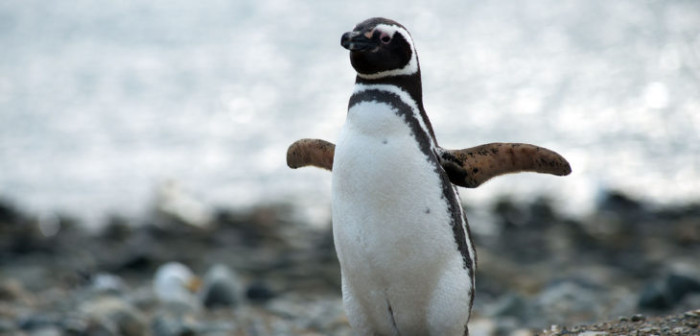 Rescatan a pingüino magallánico desnutrido desde playa del Maule