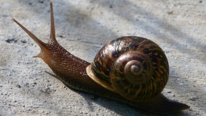Jeremy: el caracol zurdo que encontró pareja gracias a Twitter
