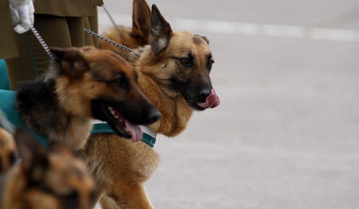 La conmovedora despedida de un perro policial a su adiestrador fallecido en Concepción