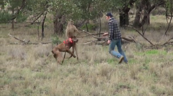Viral: Hombre golpeó en la cara a un canguro para salvar a su perro de feroz ataque
