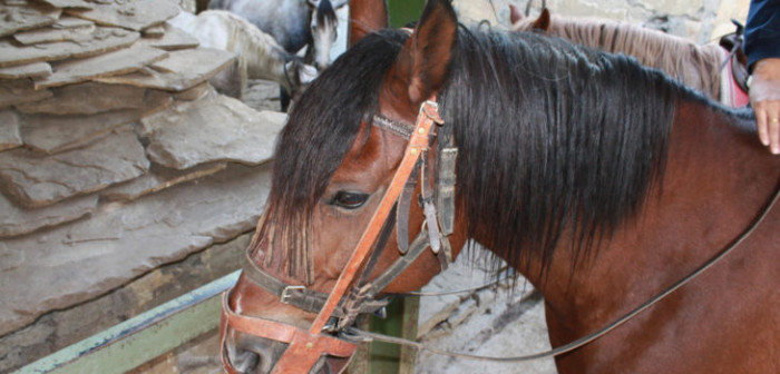 Encuentran faenado caballo que fue robado minutos antes en San Pedro de la Paz