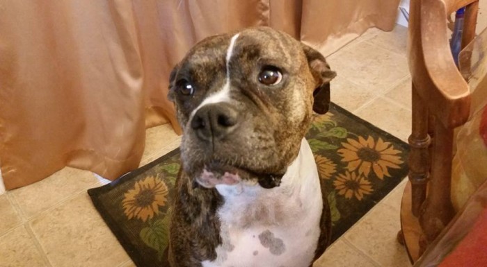 El desgarrador momento en que perrita se 'despide' de su amo para siempre