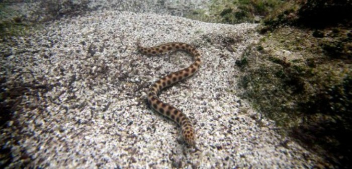 Mujer quedó horrorizada al descubrir una serpiente venenosa en su árbol de Navidad