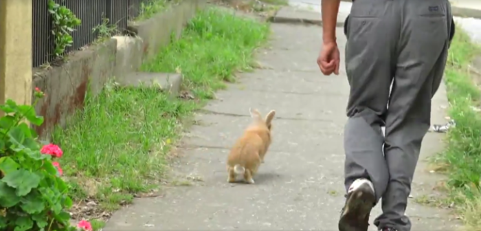 Travieso conejo saca carcajadas al sabotear reportaje de TV en barrio de Concepción