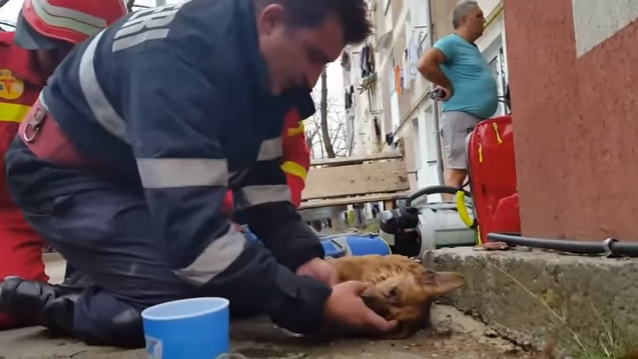 Bombero rumano salvó a perro haciéndole respiración boca a boca: video se volvió viral