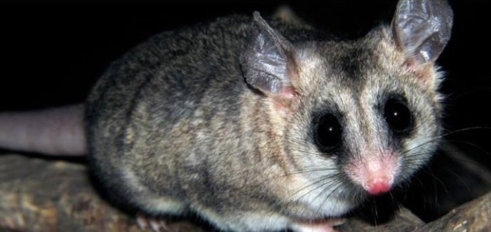 ONG denuncia 'macabro asesinato de marsupial chileno' tras video anónimo