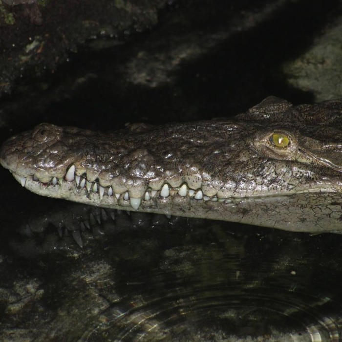 Cámaras captaron bestial ataque de cocodrilo a su adiestrador durante show en Tailandia