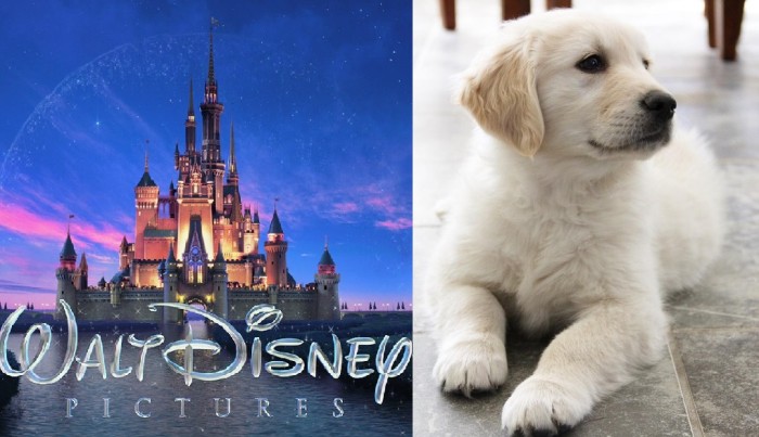 La película Disney en la que murieron varios cachorros Golden Retriever durante su rodaje