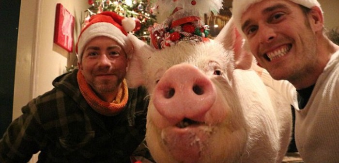 Así luce 'Esther': la cerdita más grande del mundo que es furor en redes sociales