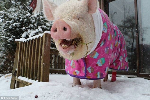 Esther: la chanchita maravillosa | Facebook