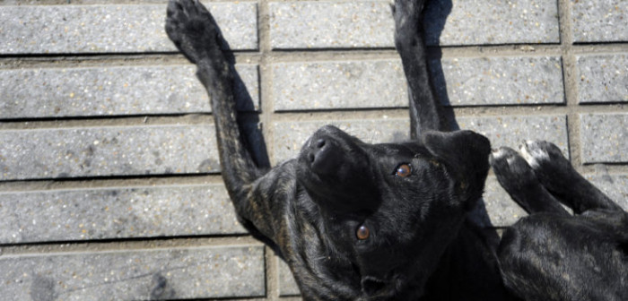 Fiscalía Centro Norte confirma que inició investigación por maltrato a 