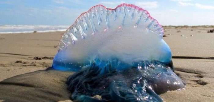 Confirman presencia de fragata portuguesa en costas de la provincia de Osorno