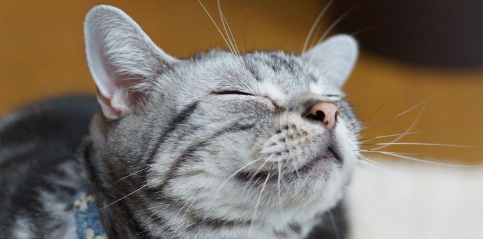 Desafío visual: 7 gatos imposibles de encontrar