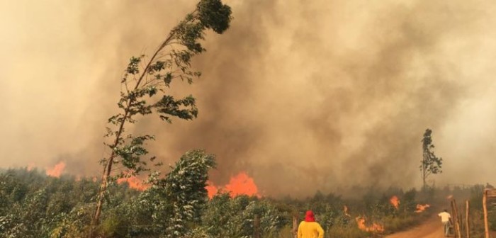 Confirman primera muerte por incendios forestales que afectan al Bío Bío