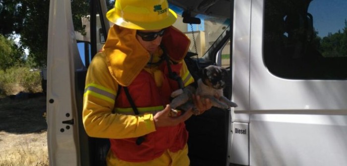 Brigadistas de Conaf rescatan a perrito de incendio en Los Ángeles