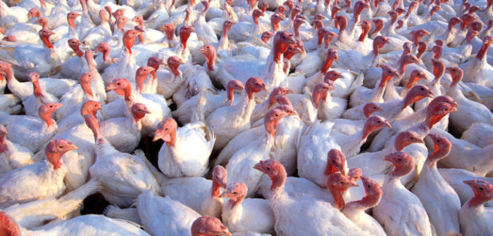 Sacrifican 350 mil aves: evalúan nuevas medidas tras influenza aviar detectada en criadero