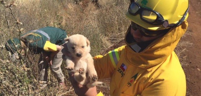 Rescatan a cachorros abandonados en zona de riesgo de incendios en Mulchén