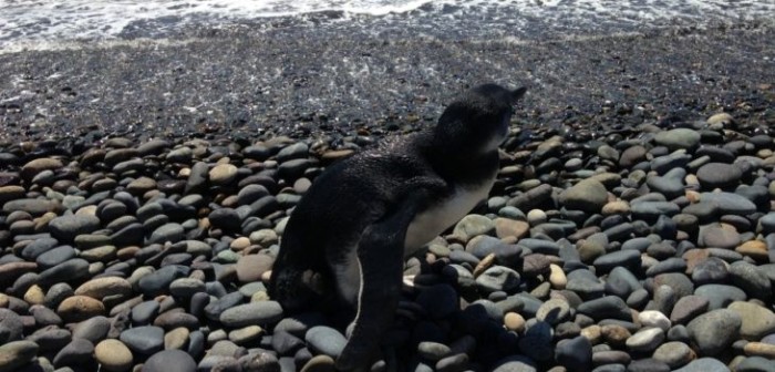 Rescatan a pequeño pingüino que varó en la zona pesquera de Vichuquén