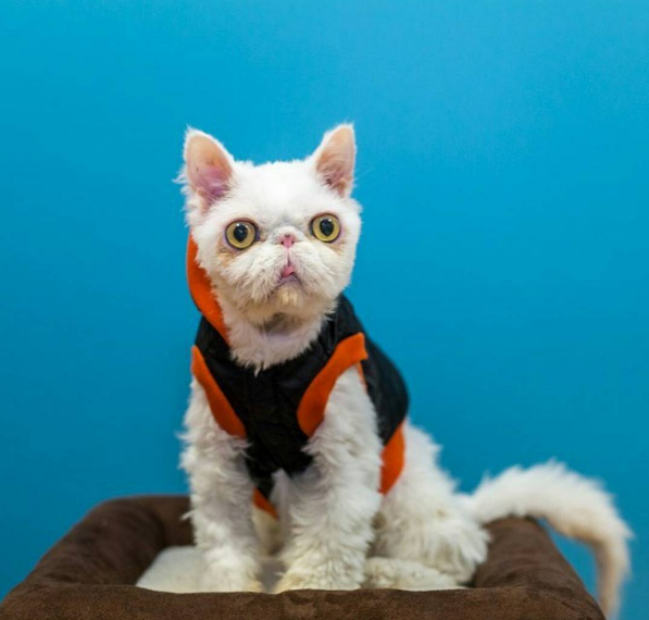 sinbad_cosplaycat | Instagram