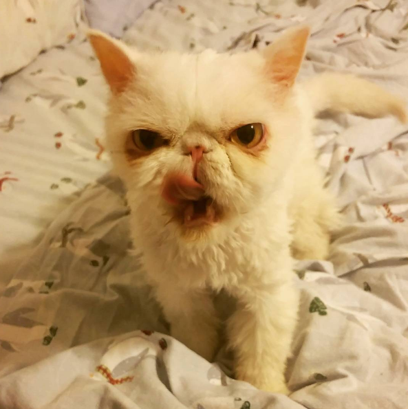 sinbad_cosplaycat | Instagram