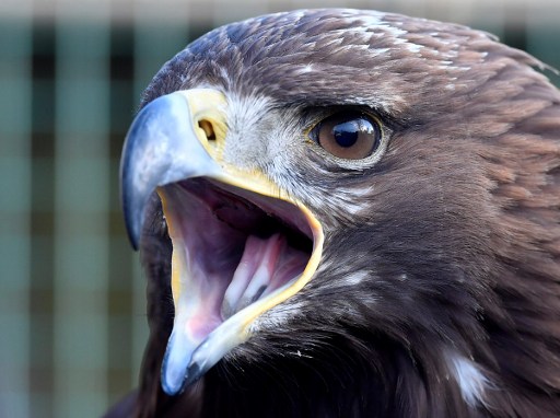 El ejército francés entrena águilas para derribar drones amenazantes