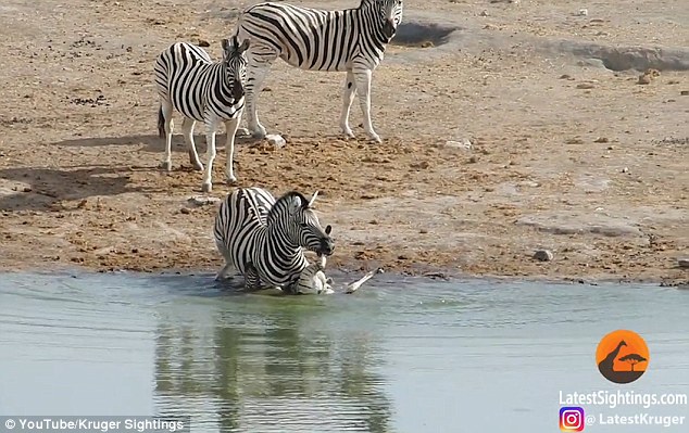 Valiente madre cebra salvó a cría que estaba siendo ahogada por violento macho