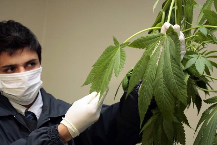 PDI incauta más de 10 mil plantas de marihuana tras operativos en la provincia de Petorca