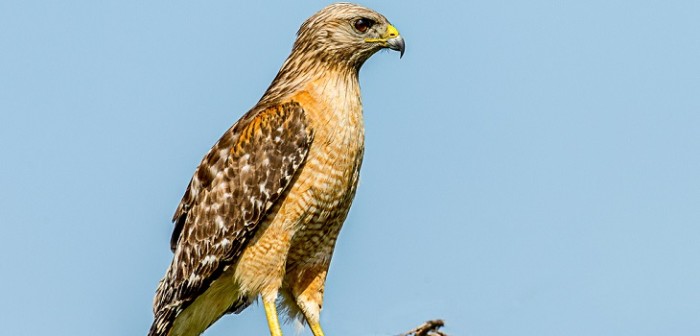 La foto de un príncipe saudí volando con 80 halcones que ha dado la vuelta al mundo