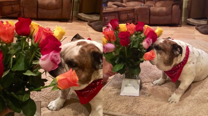 La razón por la que este hombre le envía flores a su perro y no a su mujer