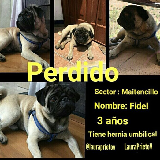 Laura Prieto | Instagram