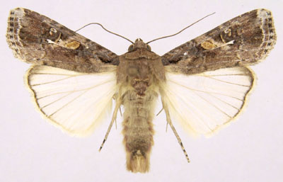 Spodoptera frugiperda | Canadian Biodiversity Information Facility (DP)